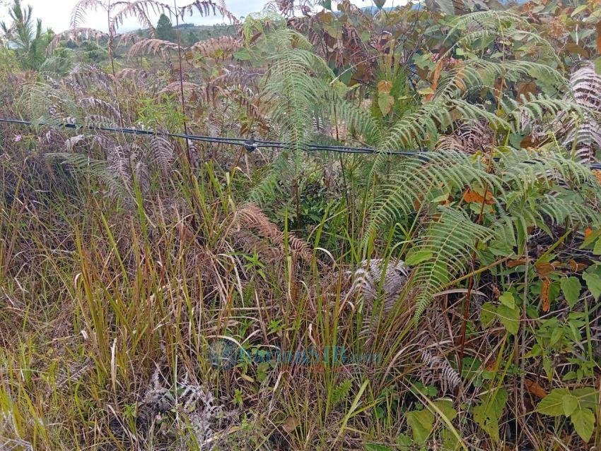 Kabel PLN di Humbahas Dikeluhkan Warga, Hanya Setengah Meter dari Bahu Jalan