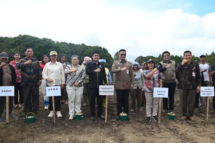 Bupati Humbahas Tanam Kentang di Lahan Bumdes Sipalakki Makmur