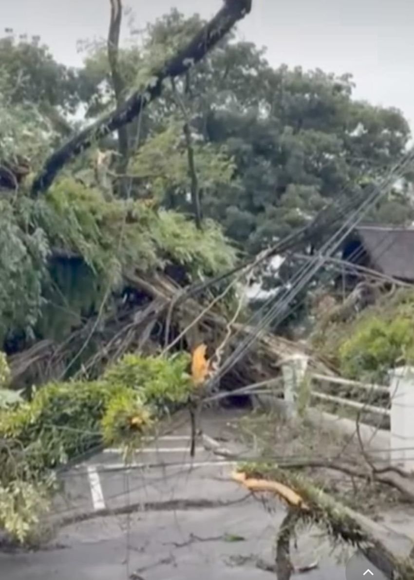 Jangan Lewat Jalan Kartini Medan, Pohon Raksasa Tumbang