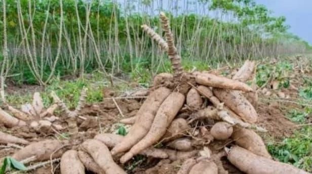 Harga Singkong di Simalungun Merangkak Naik