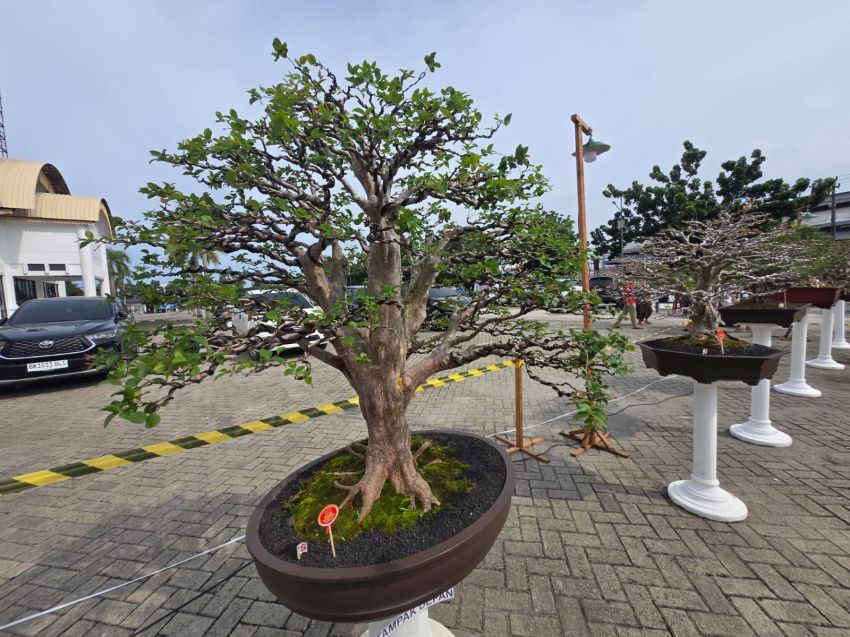 Pameran dan Kontes Bonsai Tingkat Nasional Digelar di Medan