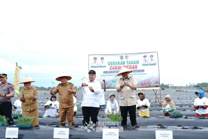 Gubsu dan Bupati Batubara Tanam Cabai Bersama Kelompok Tani, Penguatan Ketahanan Pangan