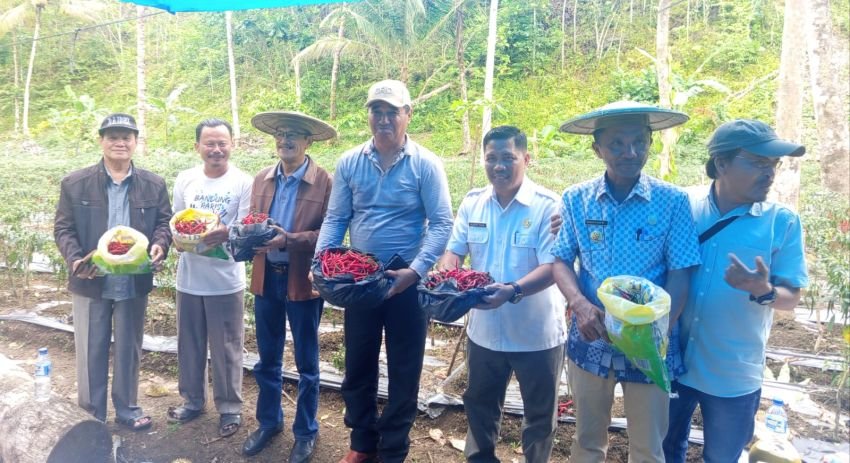 Wabup Nisel Panen Cabai Ketapang di Desa Hilisataro Nandrisa