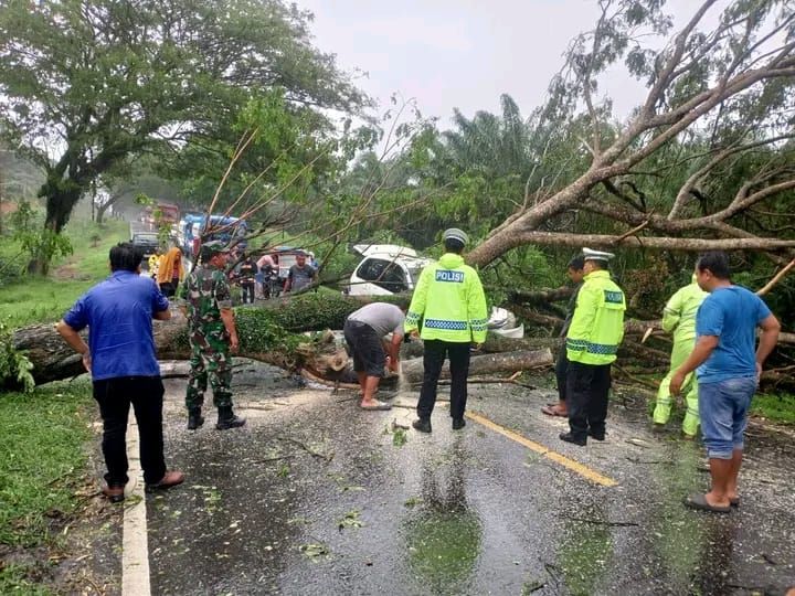 Hujan Deras, Pohon Tumbang Timpa Mobil di Jalinsum Batu Bara
