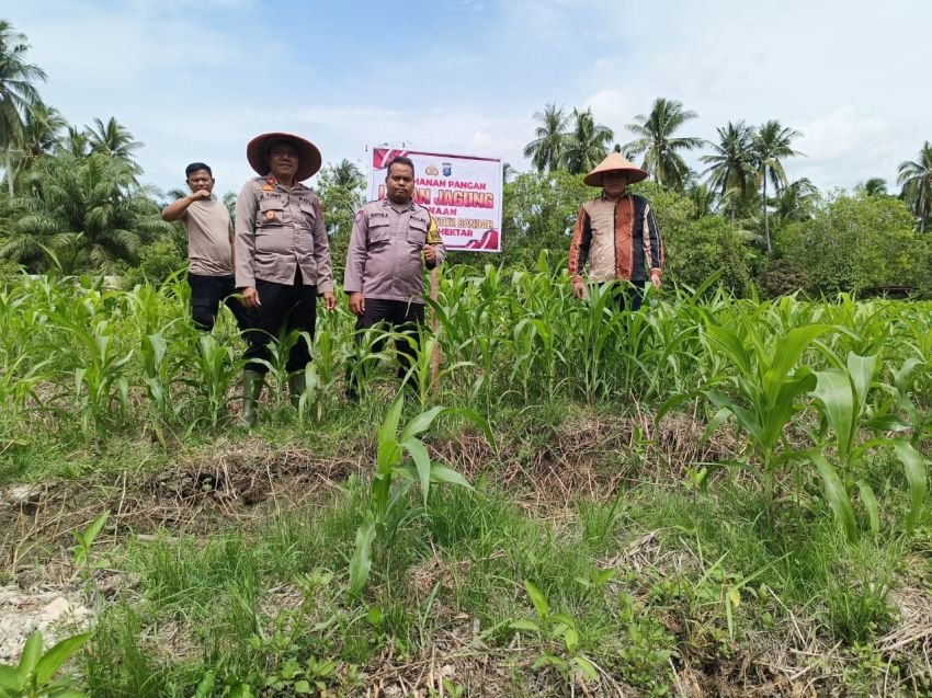 Wujud Ketahanan Pangan, Kapolsek Datuk Bandar Aktif Tinjau Lahan Jagung