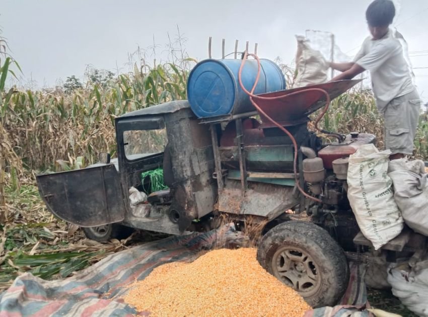 Harga Jagung di Raya Tembus Rp4.500/Kg, Petani Simalungun Berbahagia