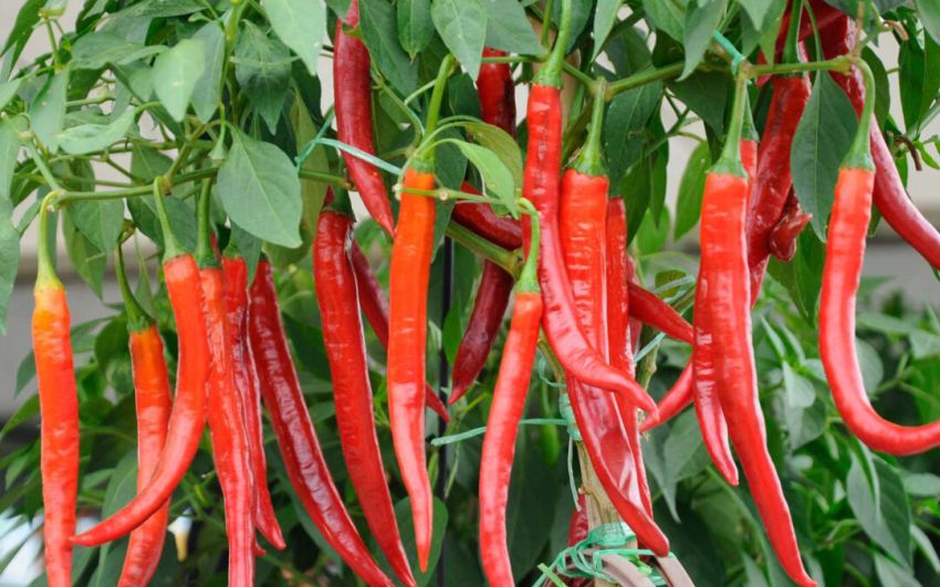 Harga Cabai Masih Tinggi, NTP Hortikultura Justru Turun