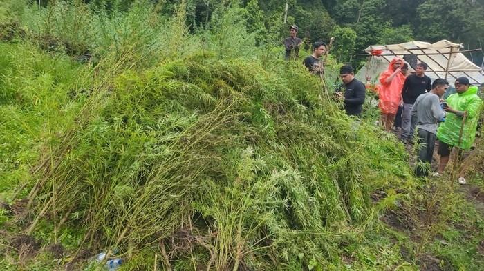 Bareskrim Musnahkan Ladang Ganja Rp621 M di Aceh, Klaim Selamatkan 465 Juta Jiwa