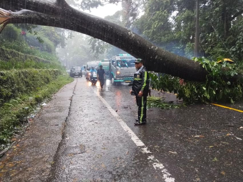 Hujan Deras Picu Banjir, Pohon Tumbang di Jalur Jamin Ginting Sibolangit