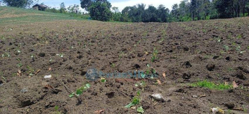 Kemarau Lagi, Petani Kol di Dolok Pardamean Resah