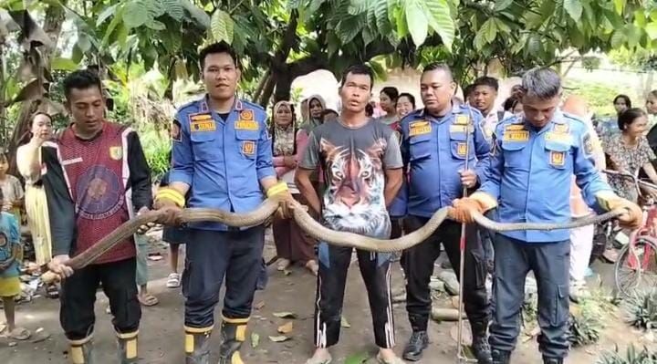 King Kobra 3 Meter Masuk ke Rumah Warga, Damkar Sergai Bergerak Cepat Evakuasi