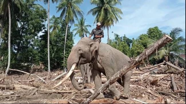 Gajah Bantu Bersihkan Puing Pascabanjir Aceh, Disorot Media Asing