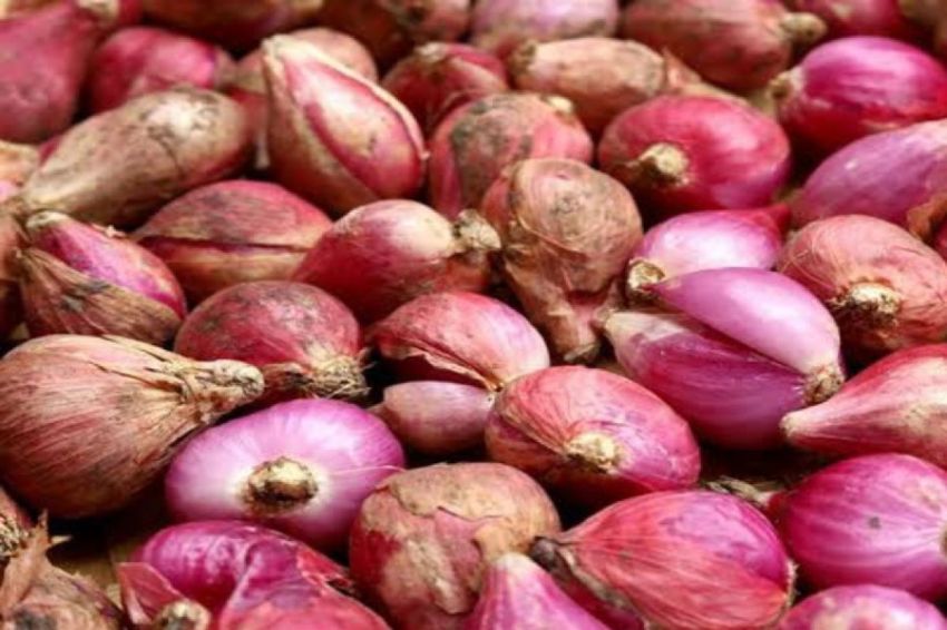 Sumut Defisit 26 Ribu Ton Bawang Merah, Produksi 2025 Belum Penuhi Kebutuhan
