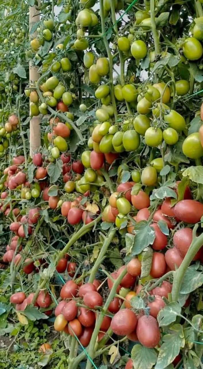 Harga Tomat Terpuruk Rp 2 Ribu/Kg, Petani Biarkan Buah Membusuk di Simalungun