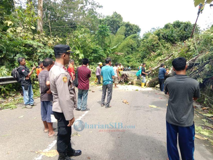 Sebuah Pohon di Saewahili Nias Tumbang, Jalan Lintas Idanogawo&ndash;Gunungsitoli Sempat Macet