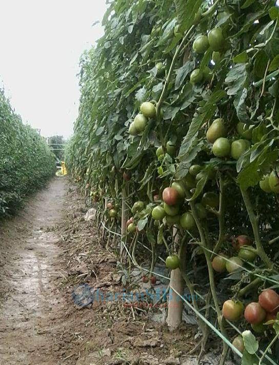 Sempat Anjlok, Harga Tomat di Simalungun Kini Naik hingga Rp7 Ribu