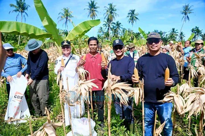 Panen Jagung di Sisarahili, Bupati : Sektor Pertanian Punya Potensi Besar di Nias