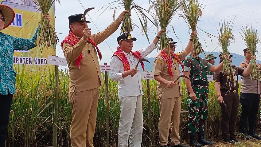 Wagubsu dan Kementerian Pertanian Panen Raya Padi Sawah di Karo