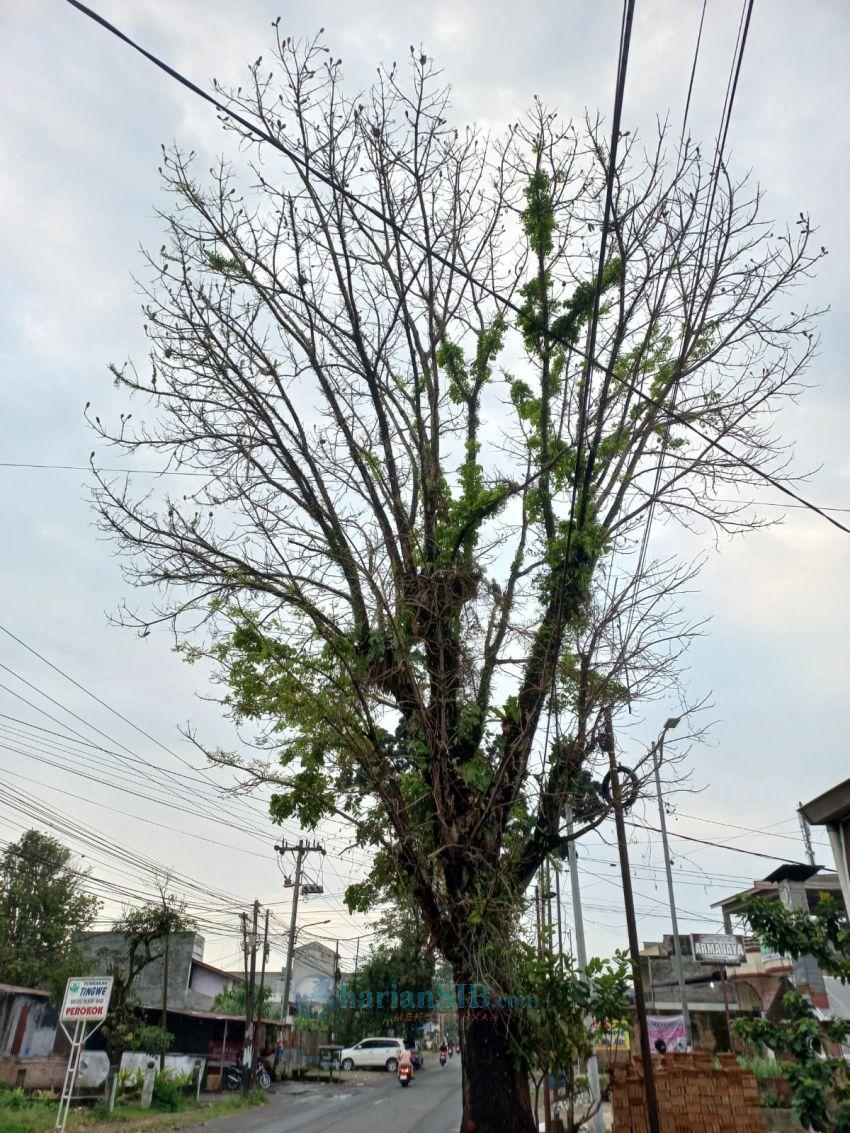 Pohon Tua di Pintu Air IV&ndash;Bunga Rampai Ancam Keselamatan Warga