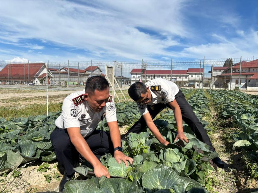 Panen Raya Serentak, Rutan Kelas IIB Humbahas Wujudkan Ketahanan Pangan dan Kepedulian Sosial