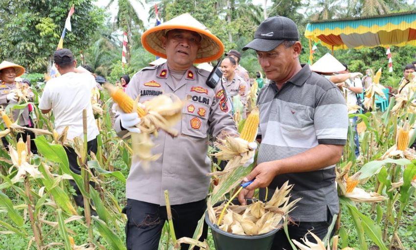 Polres Labuhanbatu Panen Jagung di Aekkuo, Perkuat Ketahanan Pangan Nasional 2026