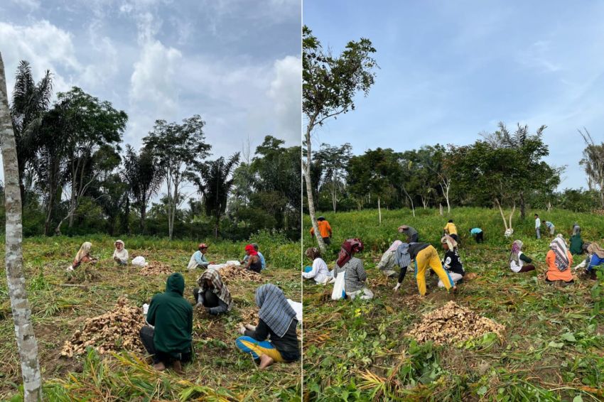 BUMNag Pematang Doha Panen Perdana 11 Ton Jahe