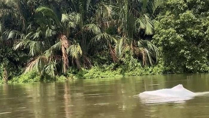 Bikin Geger Warga, Lumba-lumba Putih Muncul di Asahan