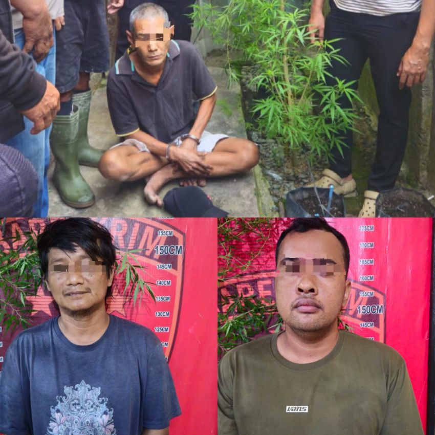 Tanam Ganja di Halaman Rumah, Tiga Buruh Bangunan di Dolok Masihul Diringkus Polisi