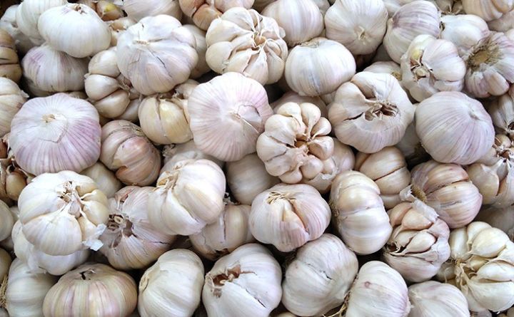 Aroma Khas Bawang Putih Sumut Terancam Hilang, Produksi Masih Terbatas