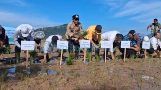 3.205 Ha Sawah di Tapteng Mulai Dikerjakan