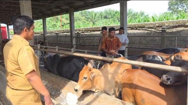 Cegah PMK, Pemko Binjai Vaksinasi Hewan Ternak Sapi