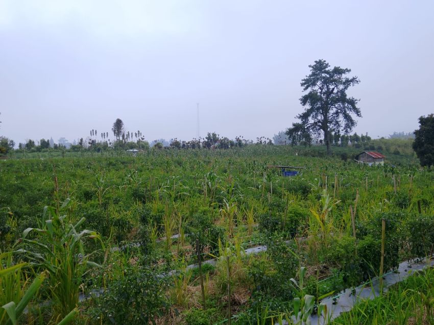 Petani Juma Kobun Situri-turi Harapkan Pengadaan Sumur Bor