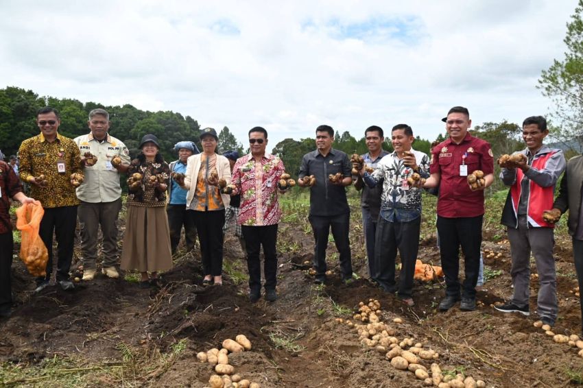 Bupati Humbahas Panen Kentang Bersama BUMDes Sipalakki Makmur