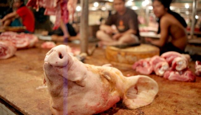 China Kurangi Babi Putih Impor, Babi Hitam Lokal Kian Diminati