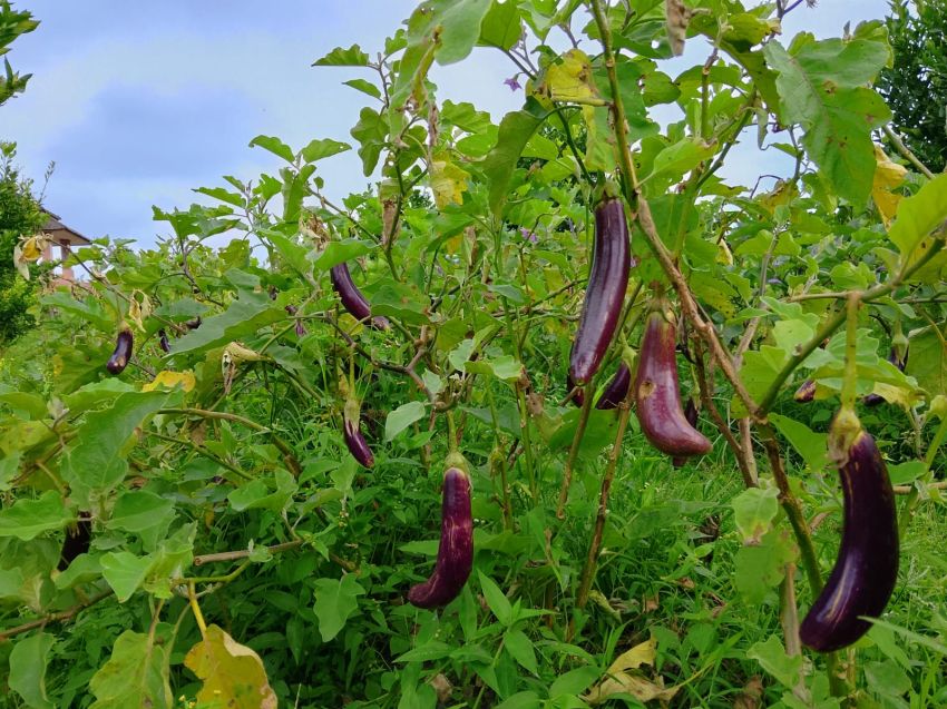 Harga Terong Ungu di Silimakuta Anjlok, Petani Mengeluh