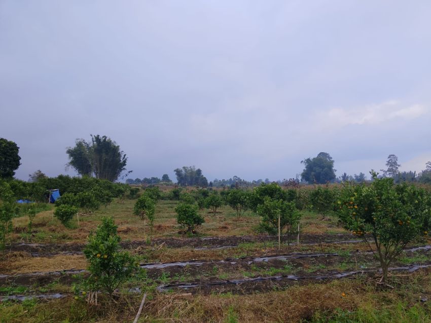 Pemkab Simalungun Diminta Monitor Harga Produk Pertanian