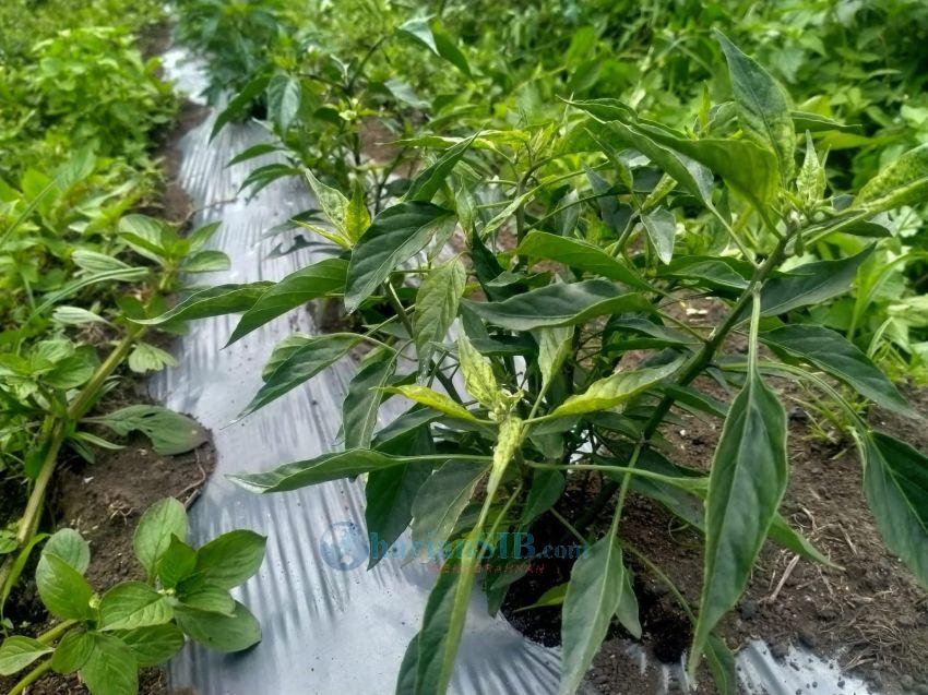 Tanaman Cabai yang Diserang Penyakit Daun Keriting di Silimakuta Sulit Dipulihkan