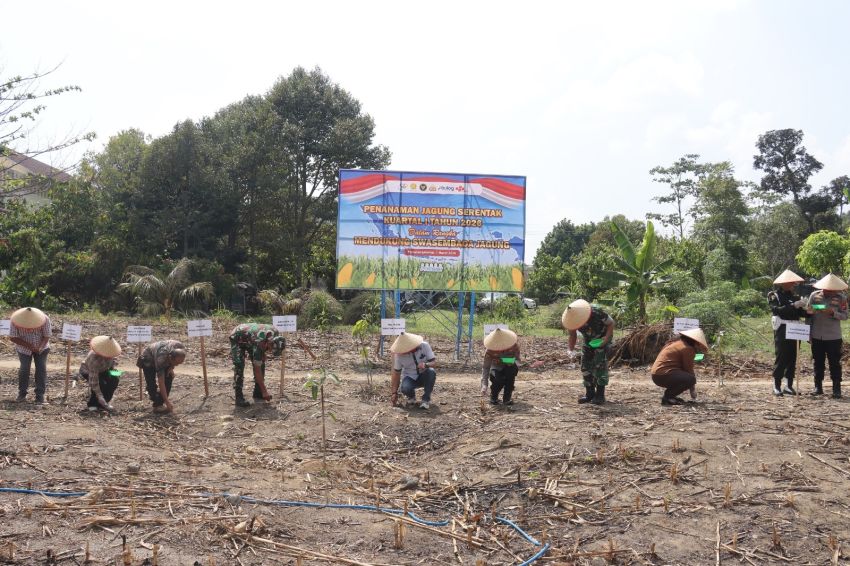 Kapolres Siantar dan Forkopimda Tanam Jagung Serentak Dukung Swasembada Pangan