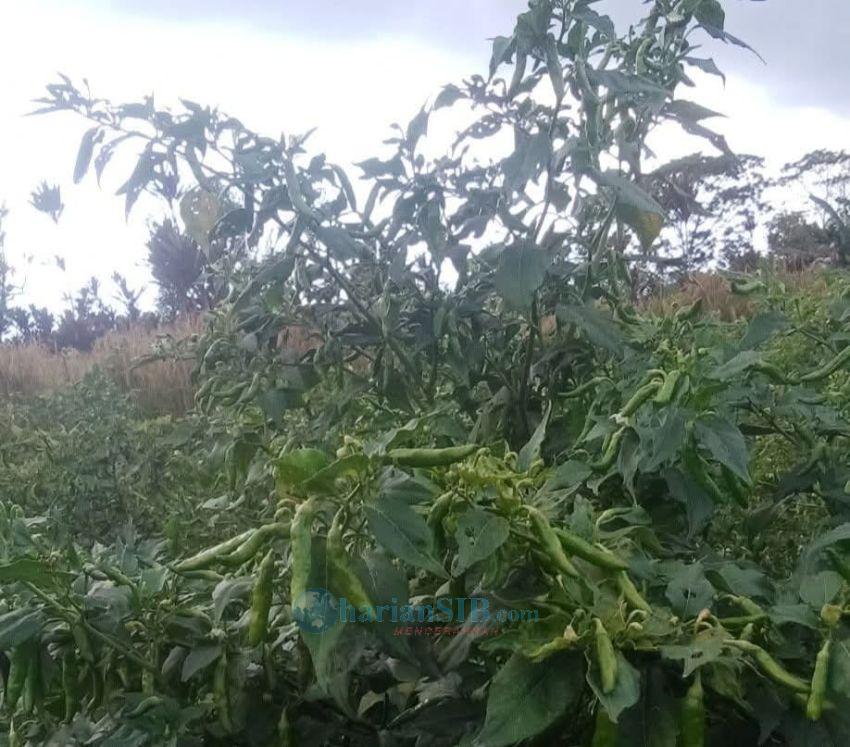 Harga Cabai Rawit di Saribudolok Anjlok, Petani Keluhkan Pendapatan Turun