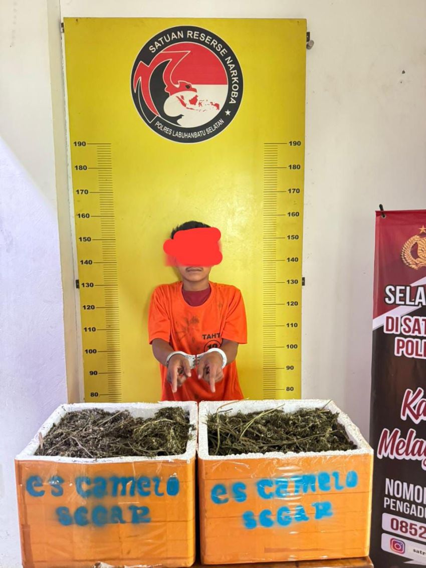 Pria Asal Madina Miliki 13,7 Kg Ganja Diringkus Sat Narkoba Polres Labusel