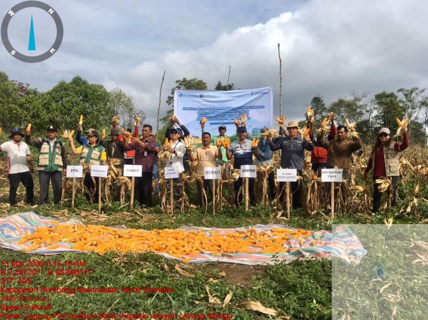 Gerakan Pengendalian Inflasi, Pemkab Humbahas Panen Jagung di Paranginan
