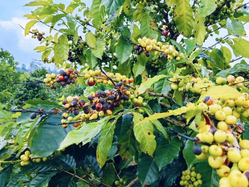 Tanaman Kopi di Silimakuta Diserang Penyakit Busuk Buah