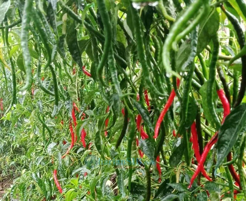 H+7 Lebaran Harga Cabai Merah di Silimakuta Anjlok, Petani Mengeluh