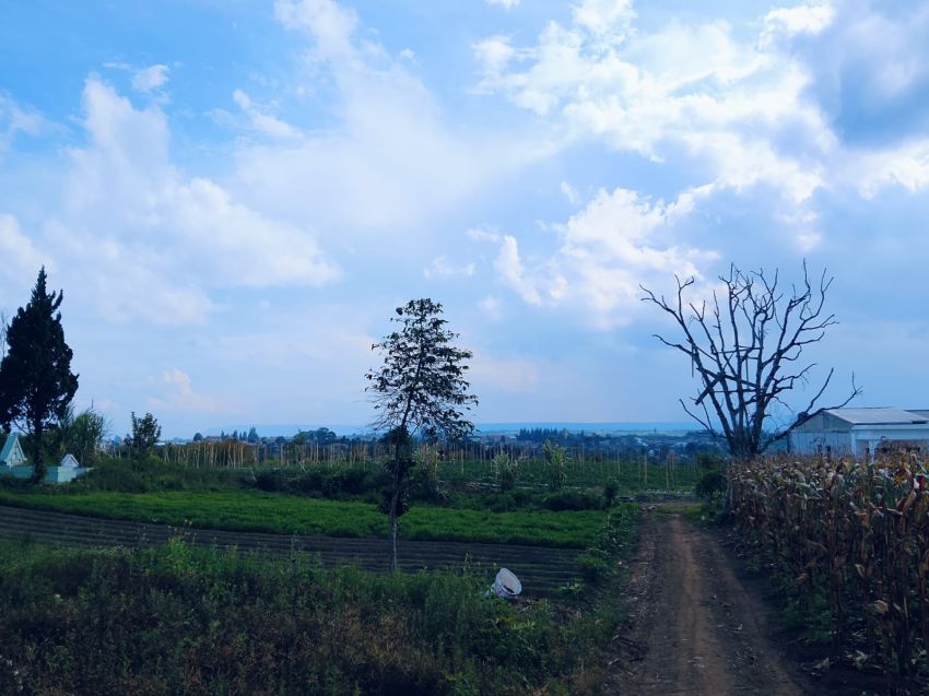 Petani Kesal, Pupuk Urea Langka di Saribudolok