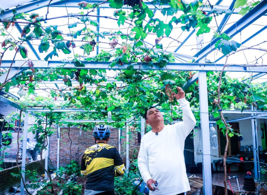 Bersepeda Menyusuri Desa, Bupati Sergai Temukan Potensi Pertanian Anggur dan Melon