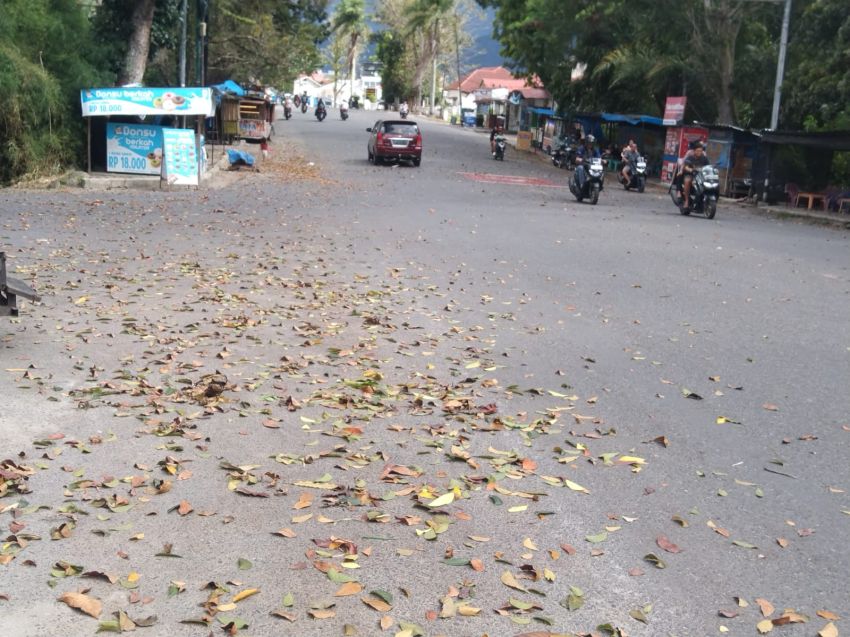 Daun Mahoni Berguguran, Tutupi Jalan WR Supratman Rantauprapat