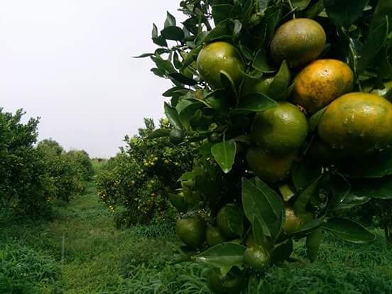 Tanaman Jeruk di Simalungun Atas Signifikan Tingkatkan Ekonomi Petani