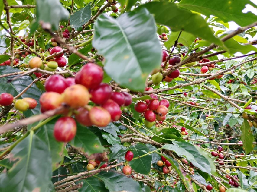 Petani Semangat, Harga Kopi di Silimakuta Rp 62.000 per Kilogram
