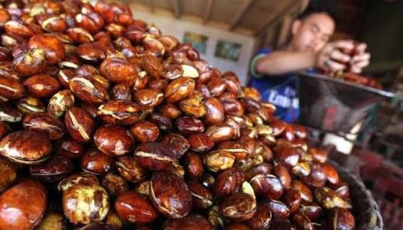 Harga Jengkol di Medan Meroket hingga Rp70 Ribu per Kg
