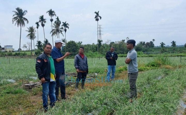 Frans Dante Ginting "Turun" ke Areal Perladangan Pasca Anjloknya Harga Bawang Merah Rp18 Ribu/Kg